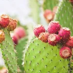 Nopal Cactus: Benefits and Uses