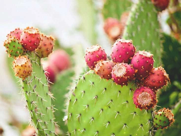 Nopal Cactus: Benefits and Uses