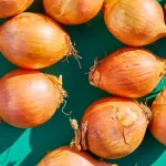 Onions 101: Nutrition Facts and Health Effects