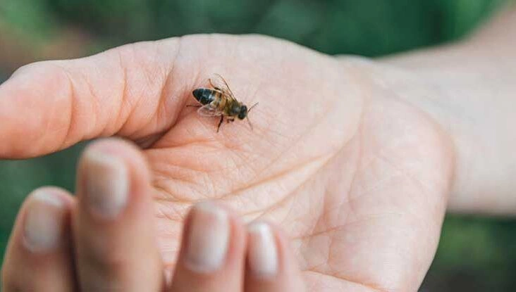 Bee Sting Treatment: 6 Home Remedies