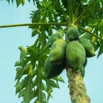 Papaya Leaf Benefits & Uses