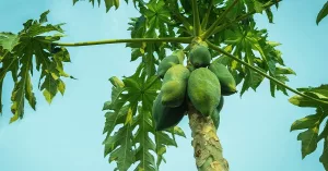7 Emerging Benefits and Uses of Papaya Leaf 7 Emerging Benefits and Uses of Papaya Leaf