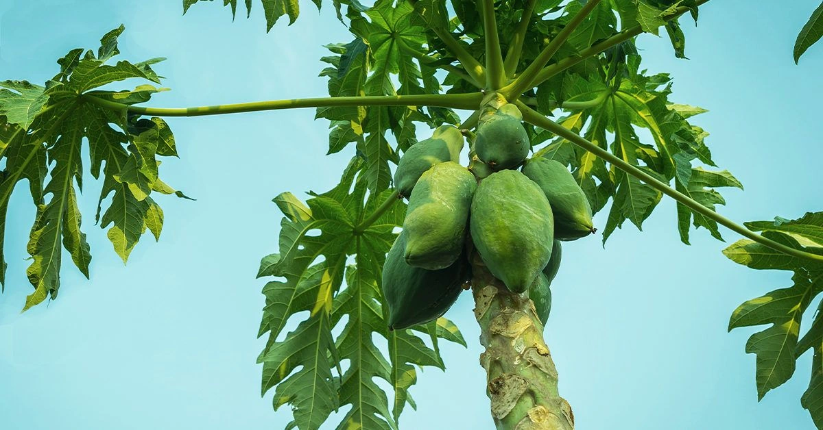 7 Emerging Benefits and Uses of Papaya Leaf