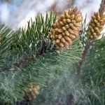 Pine Pollen for Food and Medicine?