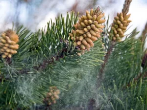 Pine Pollen for Food and Medicine? Pine Pollen for Food and Medicine?