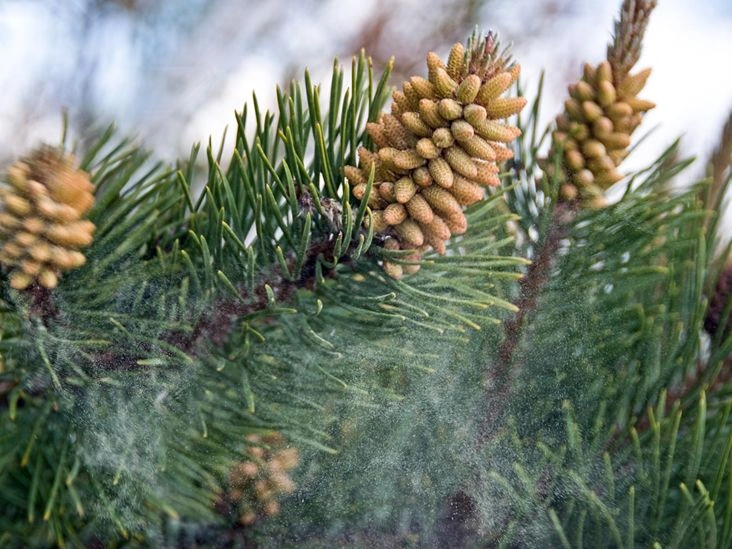 Pine Pollen for Food and Medicine?
