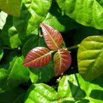 Poison Ivy Remedies: Quick Relief & Prevention