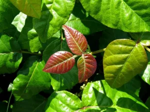 8 Poison Ivy Remedies and Preventive Measures