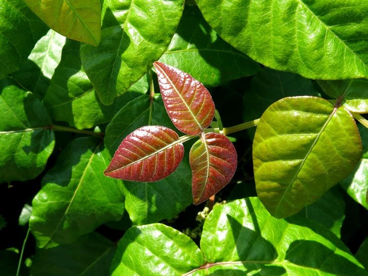 8 Poison Ivy Remedies and Preventive Measures