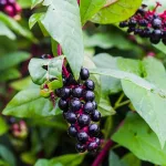 The Potential Benefits and Side Effects of Poke Root