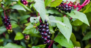 The Potential Benefits and Side Effects of Poke Root