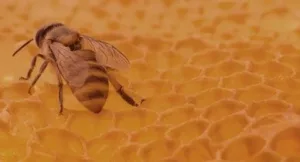 The Benefits and Uses of Propolis