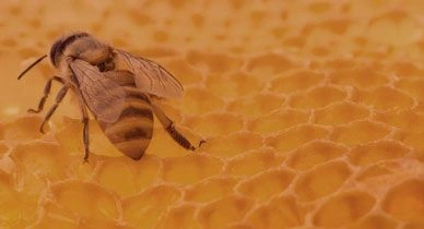 The Benefits and Uses of Propolis