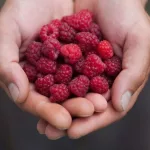 Red Raspberries: Nutrition Facts, Benefits and More