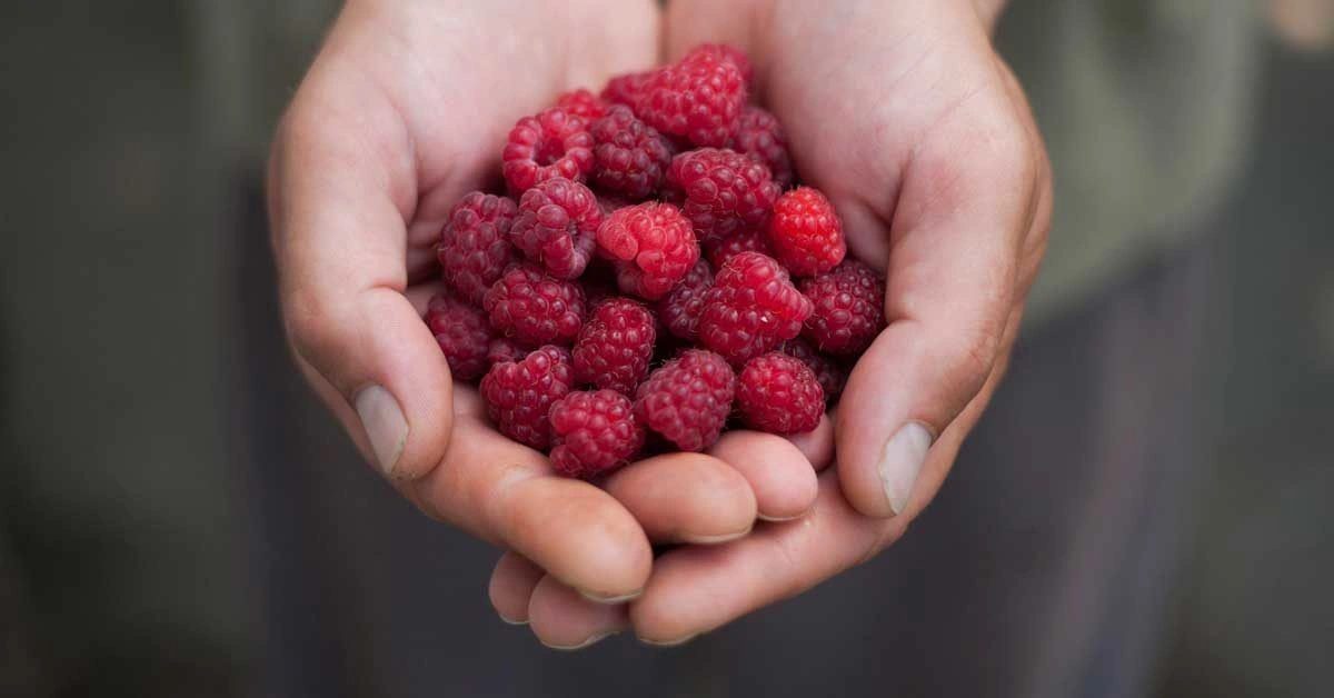 Red Raspberries: Nutrition Facts, Benefits and More