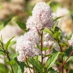 Red Root Benefits, Uses & Safety