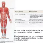 Relevance of This System to Police Work Muscle System