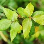 Rhus Toxicodendron