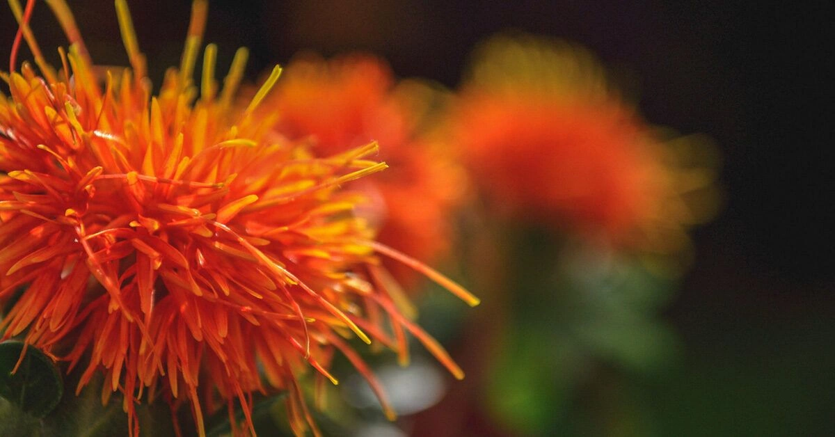 Is Safflower Oil Good for My Skin?
