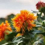 Safflower Oil Healthy Cooking Oil Benefits