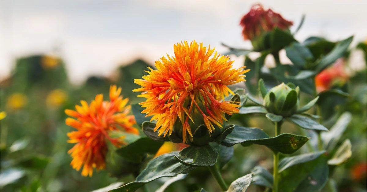 Safflower Oil: Does It Offer Any Health Benefits?
