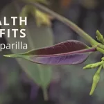 Sarsaparilla: Benefits, Risks, and Side Effects