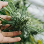 Sativa Strains Guide — Cannabis 101 Tips