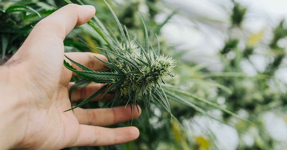Cannabis 101: A Guide to Sativa Strains