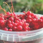 What to Know About Schisandra