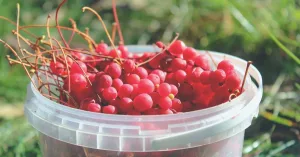 Schisandra Benefits, Uses & Forms