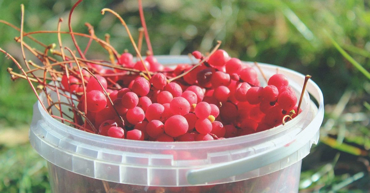 What to Know About Schisandra