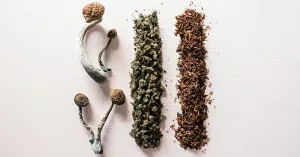 Mushrooms and Cannabis: How They Compare and Interact Mushrooms and Cannabis: How They Compare and Interact