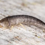 What Are Silverfish and Can They Hurt You?