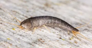 What Are Silverfish and Can They Hurt You?