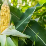 Is Soluble Corn Fiber Good for You? Benefits and Side Effects