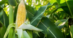 Is Soluble Corn Fiber Good for You? Benefits and Side Effects