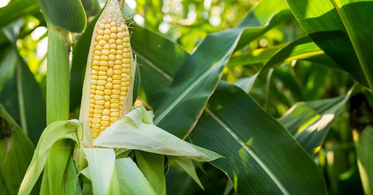 Is Soluble Corn Fiber Good for You? Benefits and Side Effects