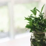 11 Surprising Benefits of Spearmint Tea and Essential Oil 11 Surprising Benefits of Spearmint Tea and Essential Oil