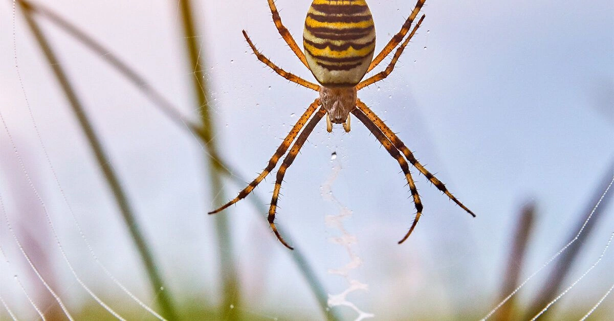 How to Identify and Treat Spider Bites