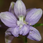 Are There Health Benefits of Staphysagria?