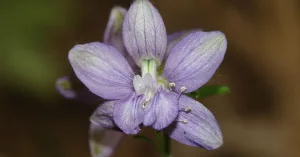 Are There Health Benefits of Staphysagria?
