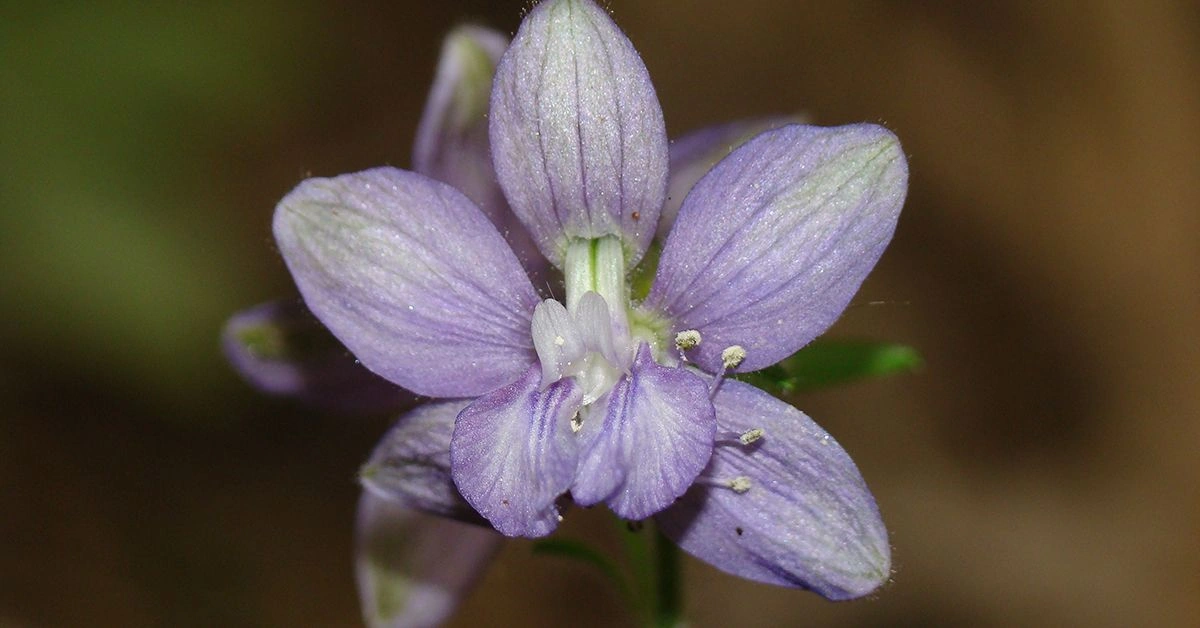 Are There Health Benefits of Staphysagria?
