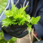 6 Evidence-Based Benefits of Stinging Nettle