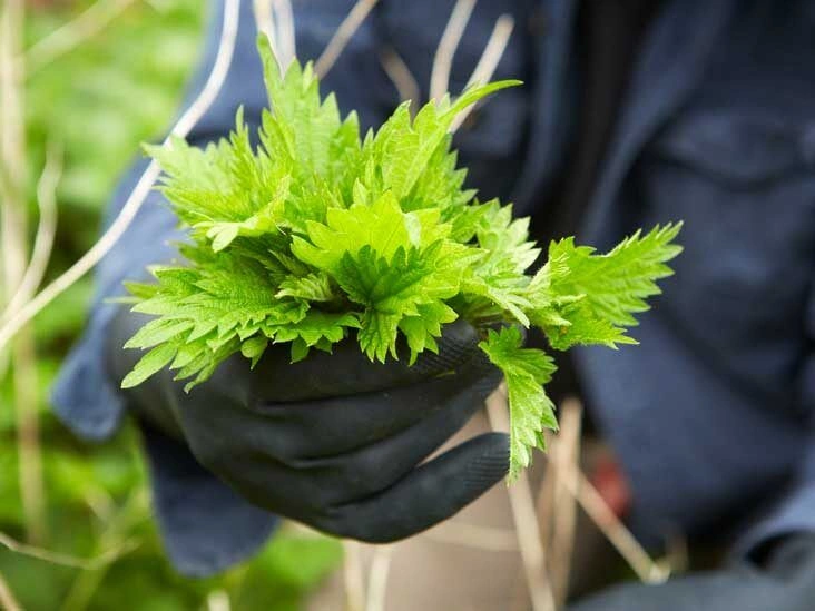 6 Evidence-Based Benefits of Stinging Nettle