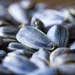 Are Sunflower Seeds Good for You? Nutrition, Benefits and More