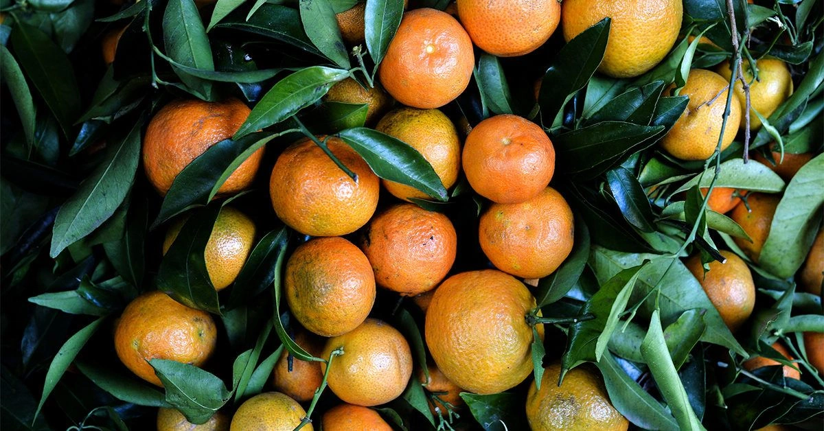What’s the Difference Between Tangerines and Clementines?