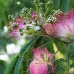 Does Tepezcohuite Have Medicinal Properties? Uses, Benefits, and Downsides