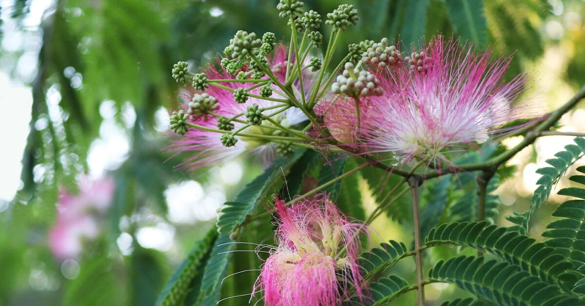 Does Tepezcohuite Have Medicinal Properties? Uses, Benefits, and Downsides