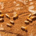 Can Termites Bite You?