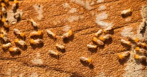 Can Termites Bite You?